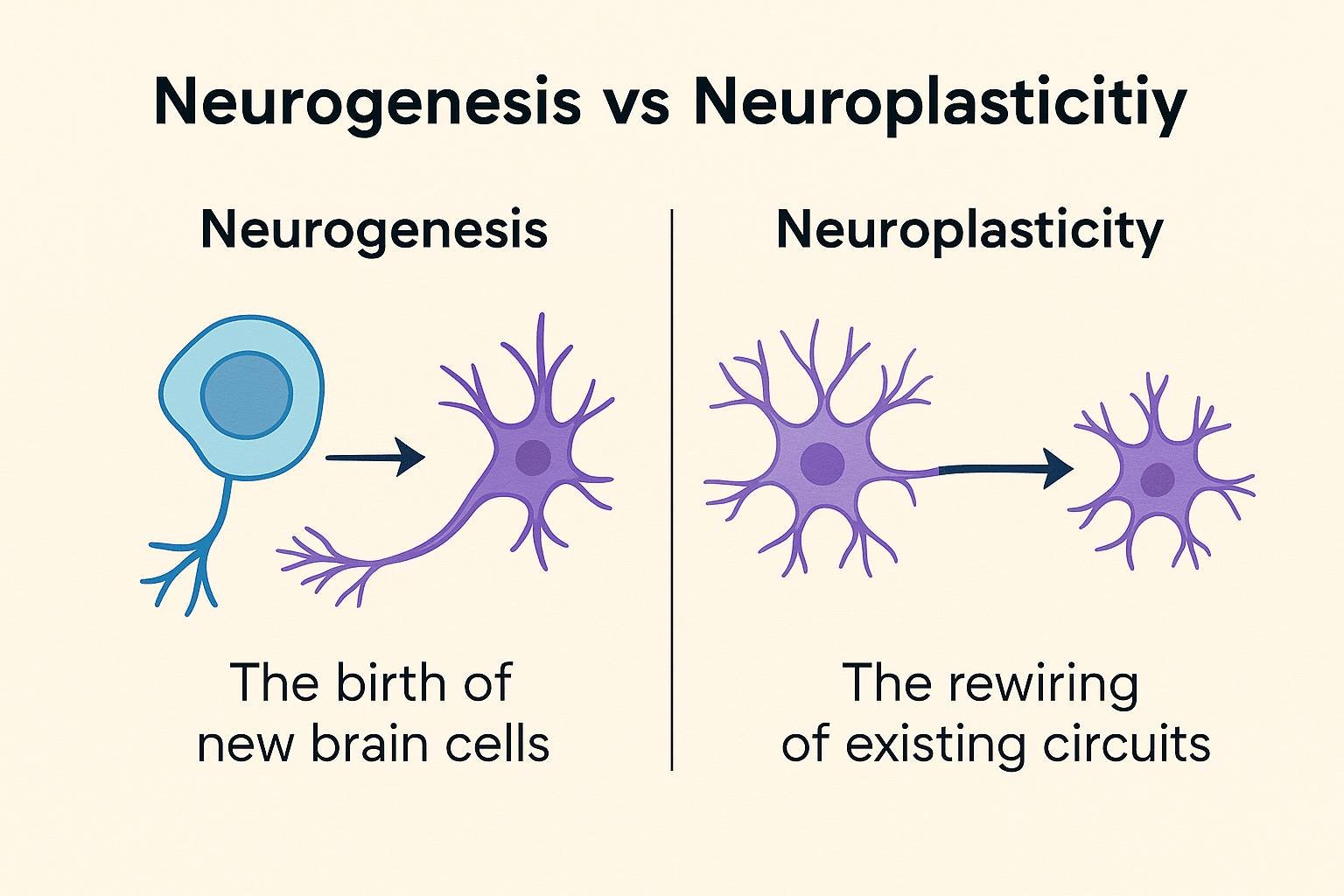 Diagram comparing neuroplasticity and neurogenesis — rewiring existing neural connections versus creating new neurons in the hippocampus.